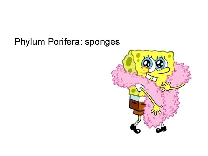 Phylum Porifera: sponges 