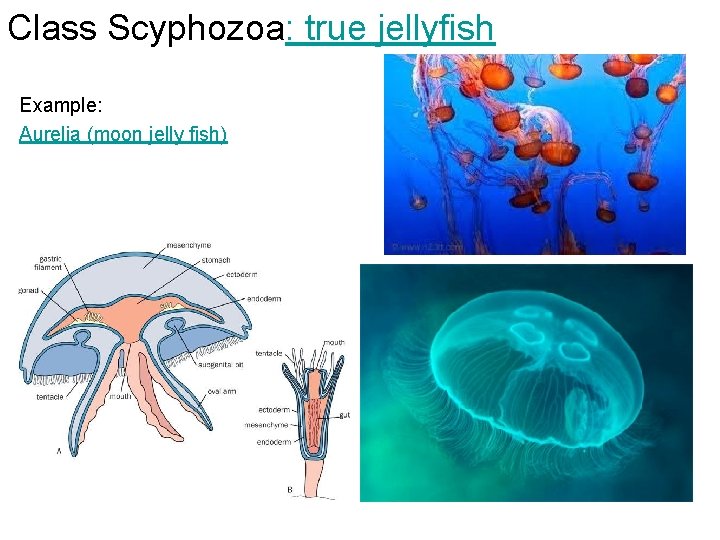 Class Scyphozoa: true jellyfish Example: Aurelia (moon jelly fish) 