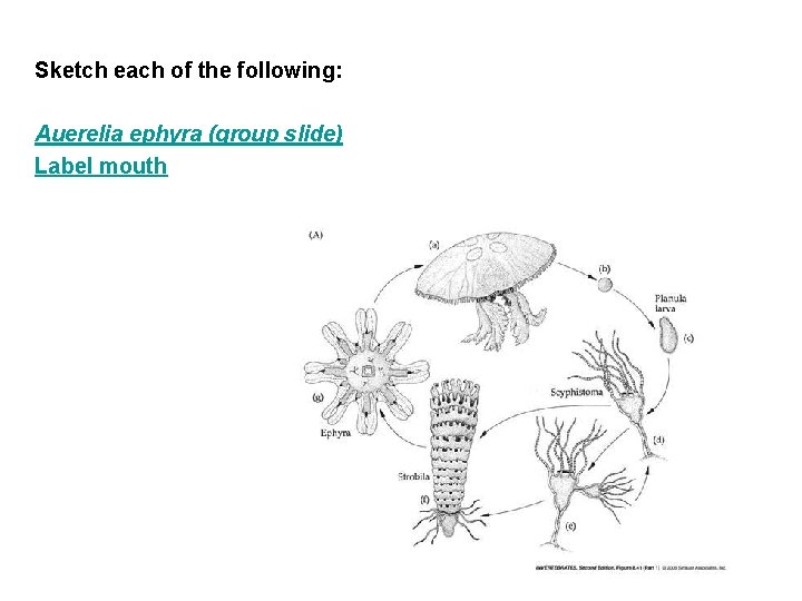 Sketch each of the following: Auerelia ephyra (group slide) Label mouth 