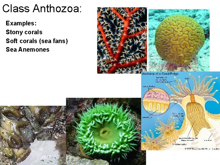 Class Anthozoa: Examples: Stony corals Soft corals (sea fans) Sea Anemones 