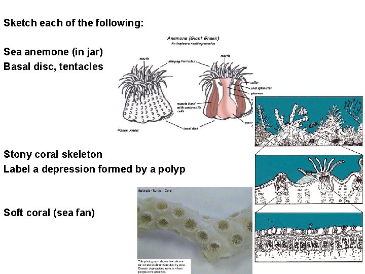 Sketch each of the following: Sea anemone (in jar) Basal disc, tentacles Stony coral