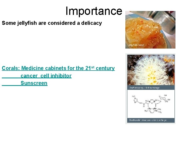 Importance Some jellyfish are considered a delicacy Corals: Medicine cabinets for the 21 st