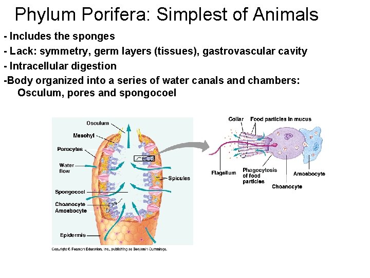 Phylum Porifera: Simplest of Animals - Includes the sponges - Lack: symmetry, germ layers