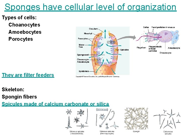 Sponges have cellular level of organization Types of cells: Choanocytes Amoebocytes Porocytes They are