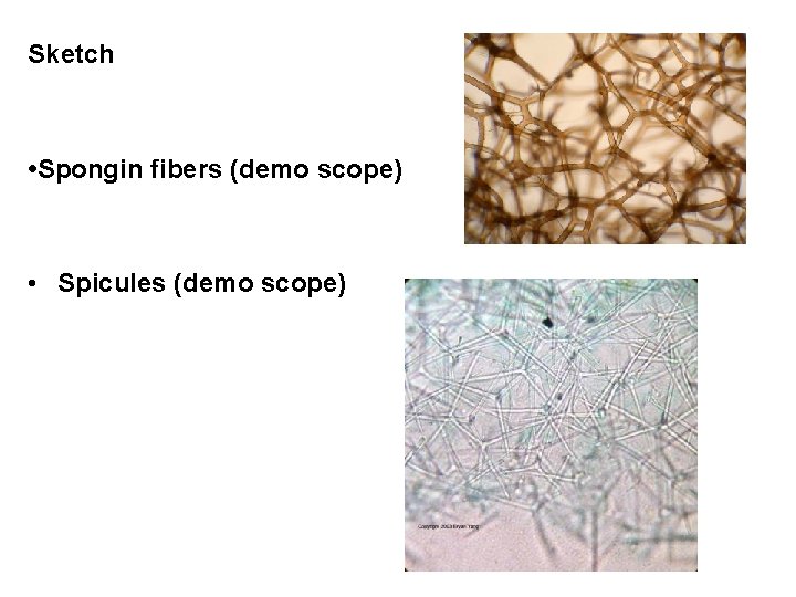Sketch • Spongin fibers (demo scope) • Spicules (demo scope) 