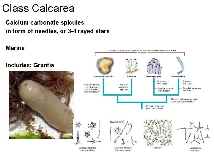 Class Calcarea Calcium carbonate spicules in form of needles, or 3 -4 rayed stars
