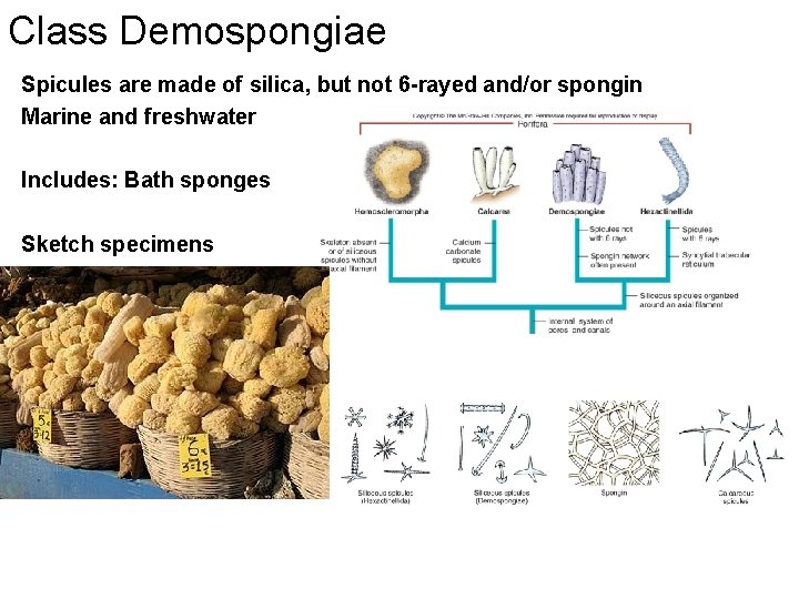 Class Demospongiae Spicules are made of silica, but not 6 -rayed and/or spongin Marine