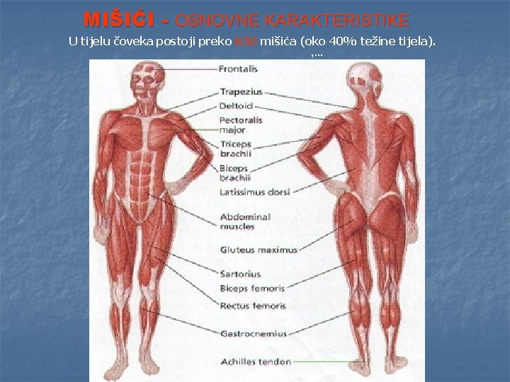 MIŠIĆI - OSNOVNE KARAKTERISTIKE U tijelu čoveka postoji preko 630 mišića (oko 40% težine