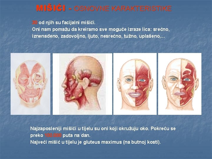 MIŠIĆI - OSNOVNE KARAKTERISTIKE 30 od njih su facijalni mišići. Oni nam pomažu da