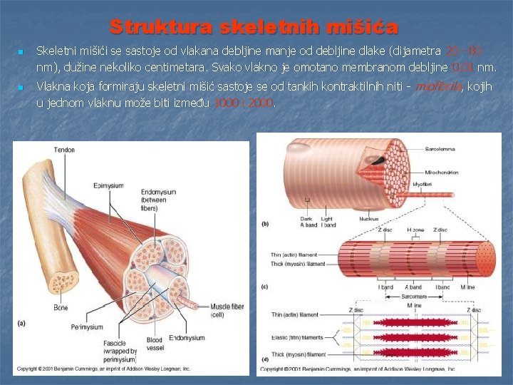 Struktura skeletnih mišića n n Skeletni mišići se sastoje od vlakana debljine manje od