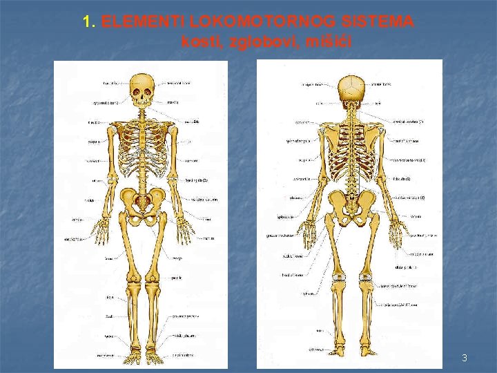 1. ELEMENTI LOKOMOTORNOG SISTEMA kosti, zglobovi, mišići 3 
