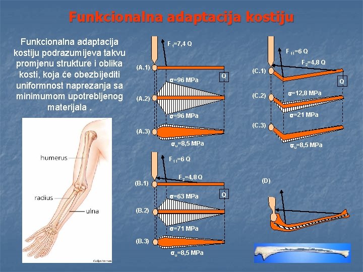 Funkcionalna adaptacija kostiju podrazumijeva takvu promjenu strukture i oblika kosti, koja će obezbijediti uniformnost