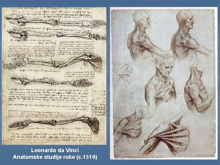 Leonardo da Vinci Anatomske studije ruke (c. 1510) 