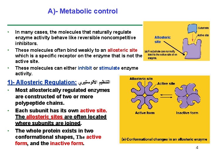 A)- Metabolic control • • • In many cases, the molecules that naturally regulate