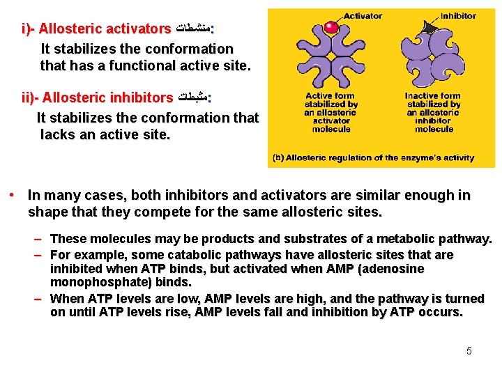 i)- Allosteric activators ﻣﻨﺸﻄﺎﺕ : It stabilizes the conformation that has a functional active