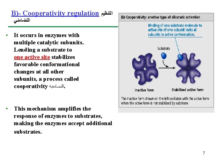 B)- Cooperativity regulation ﺍﻟﺘﻨﻈﻴﻢ ﺍﻟﺘﻀﺎﻣﻨﻲ • It occurs in enzymes with multiple catalytic subunits.