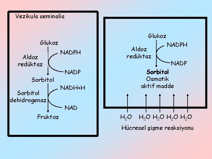 Vezikula seminalis Glukoz Aldoz redüktaz Sorbitol dehidrogenaz Fruktoz NADPH Aldoz redüktaz NADPH NADP Sorbitol