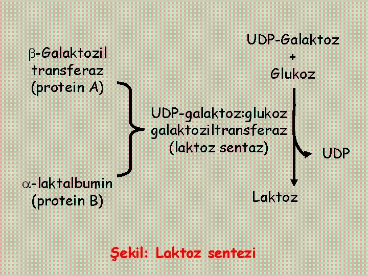 UDP-Galaktoz + Glukoz -Galaktozil transferaz (protein A) UDP-galaktoz: glukoz galaktoziltransferaz (laktoz sentaz) -laktalbumin (protein