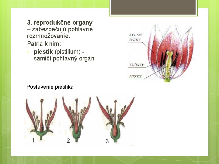 3. reprodukčné orgány – zabezpečujú pohlavné rozmnožovanie. Patria k nim: • piestik (pistillum) samičí