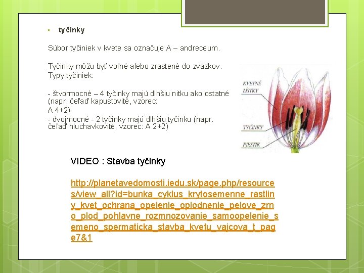  • tyčinky Súbor tyčiniek v kvete sa označuje A – andreceum. Tyčinky môžu