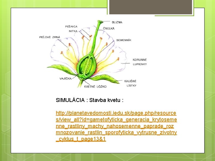 SIMULÁCIA : Stavba kvetu : http: //planetavedomosti. iedu. sk/page. php/resource s/view_all? id=gametofyticka_generacia_krytoseme nne_rastliny_machy_nahosemenne_paprade_roz mnozovanie_rastlin_sporofyticka_vytrusne_zivotny