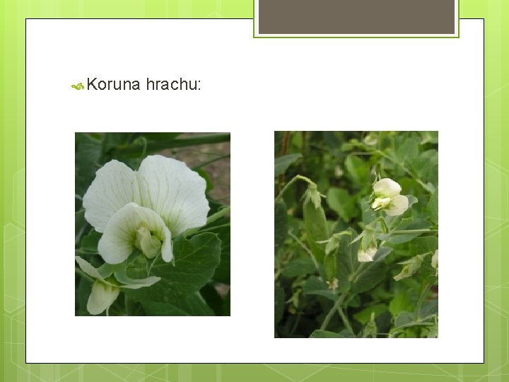  Koruna hrachu: 