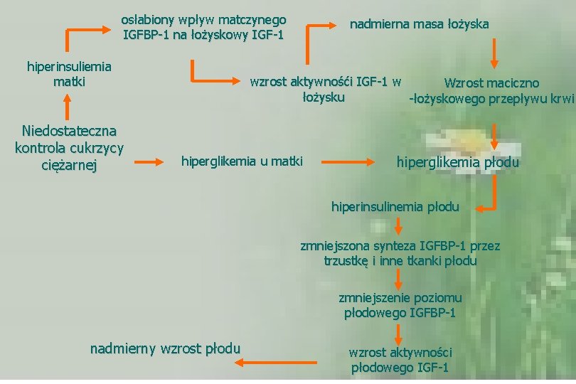 osłabiony wpływ matczynego IGFBP-1 na łożyskowy IGF-1 hiperinsuliemia matki Niedostateczna kontrola cukrzycy ciężarnej nadmierna