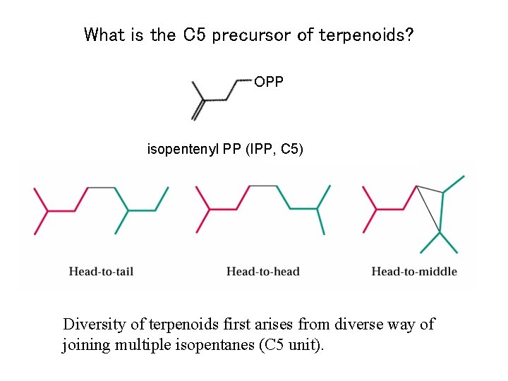 What is the C 5 precursor of terpenoids? OPP isopentenyl PP (IPP, C 5)