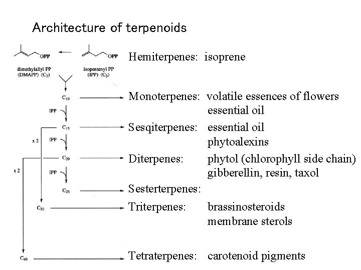 Architecture of terpenoids Hemiterpenes: isoprene Monoterpenes: volatile essences of flowers essential oil Sesqiterpenes: essential