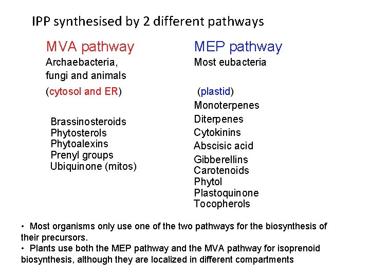 IPP synthesised by 2 different pathways MVA pathway MEP pathway Archaebacteria, fungi and animals