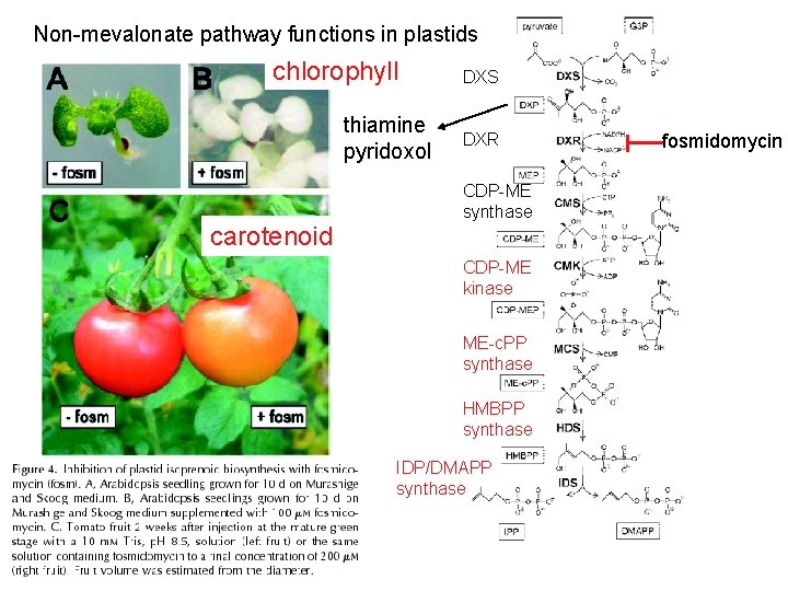 Non-mevalonate pathway functions in plastids chlorophyll thiamine pyridoxol carotenoid DXS DXR CDP-ME synthase CDP-ME