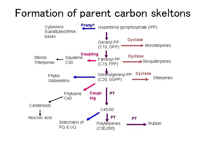 Formation of parent carbon skeltons Cytokinins Substituted t. RNA bases Prenyln Isopentenyl pyrophosphate (IPP)