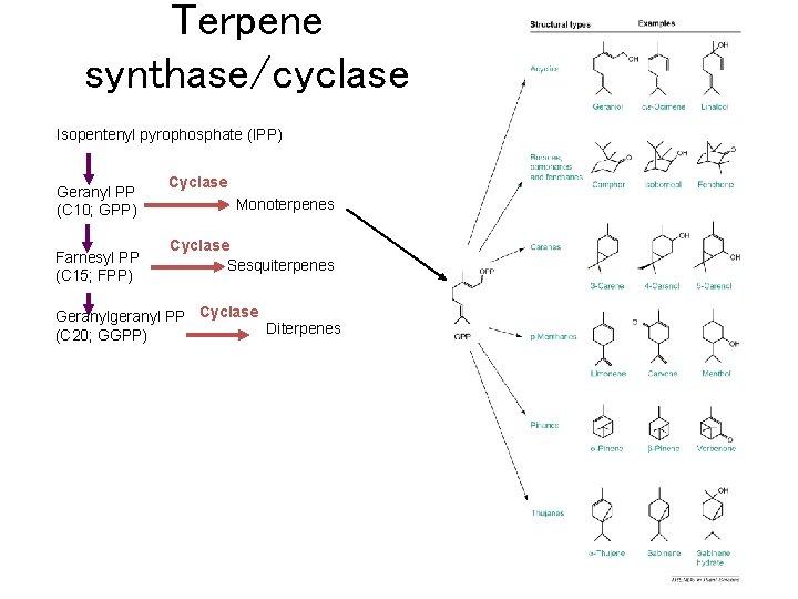 Terpene synthase/cyclase Isopentenyl pyrophosphate (IPP) Geranyl PP (C 10; GPP) Farnesyl PP (C 15;
