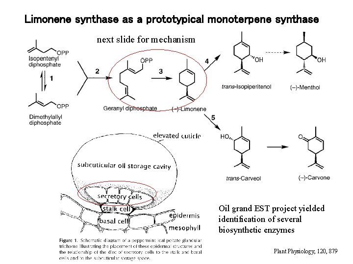 Limonene synthase as a prototypical monoterpene synthase next slide for mechanism Oil grand EST