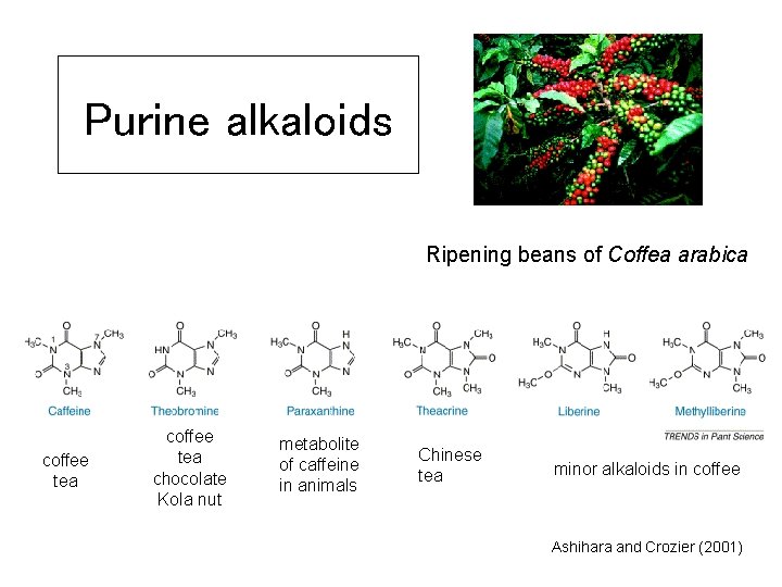 Purine alkaloids Ripening beans of Coffea arabica coffee tea chocolate Kola nut metabolite of