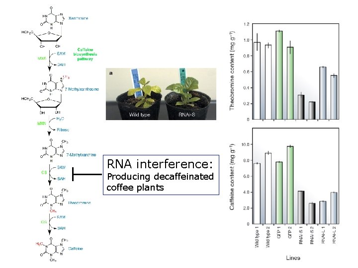 RNA interference: Producing decaffeinated coffee plants 