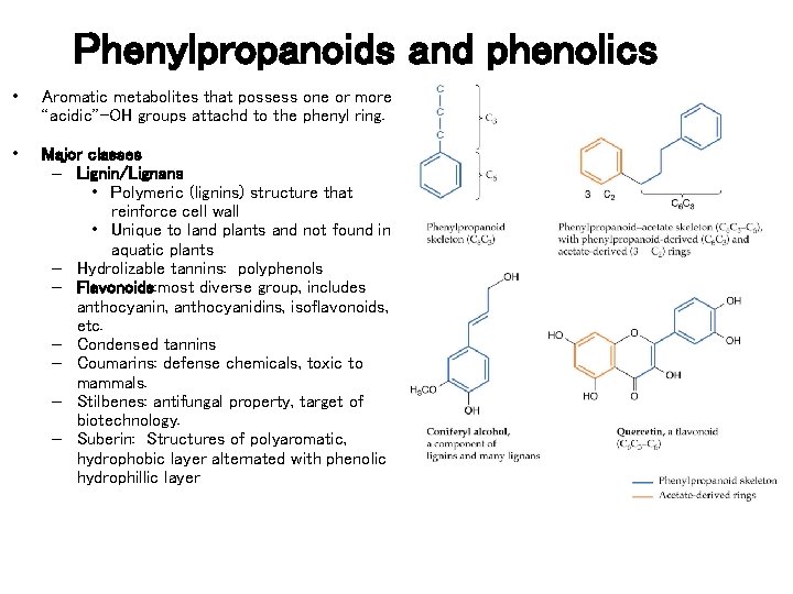 Phenylpropanoids and phenolics • Aromatic metabolites that possess one or more “acidic”-OH groups attachd