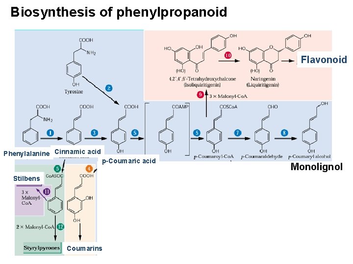 Biosynthesis of phenylpropanoid Flavonoid Phenylalanine Cinnamic acid p-Coumaric acid Stilbens Coumarins Monolignol 