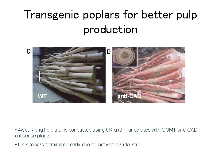 Transgenic poplars for better pulp production WT anti-CAD • 4 -year-long field trial is