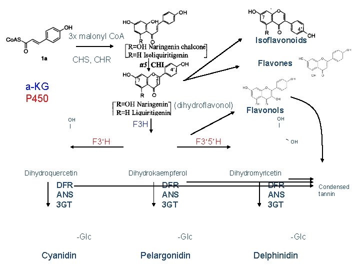 3 x malonyl Co. A Isoflavonoids CHS, CHR Flavones a-KG P 450 (dihydroflavonol) OH