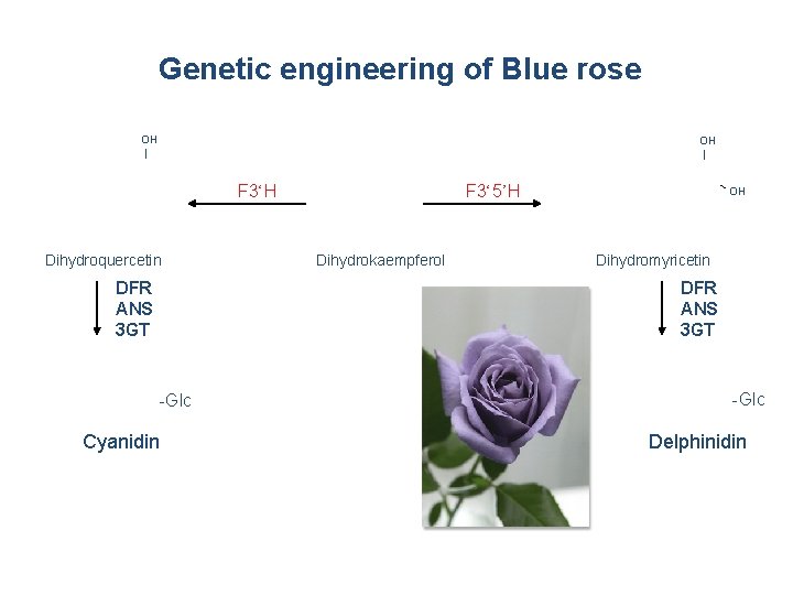Genetic engineering of Blue rose OH | F 3‘H Dihydroquercetin DFR ANS 3 GT