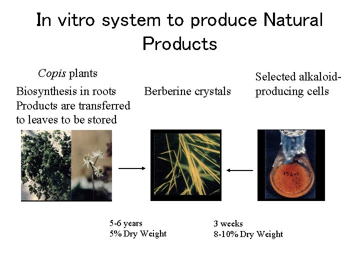 In vitro system to produce Natural Products Copis plants Biosynthesis in roots Products are