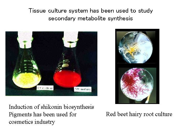 Tissue culture system has been used to study secondary metabolite synthesis Induction of shikonin