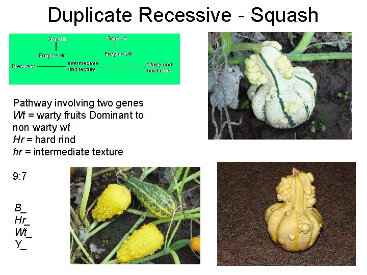 Duplicate Recessive - Squash Pathway involving two genes Wt = warty fruits Dominant to