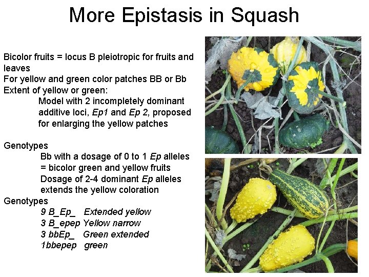 More Epistasis in Squash Bicolor fruits = locus B pleiotropic for fruits and leaves