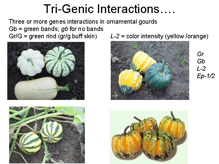 Tri-Genic Interactions…. Three or more genes interactions in ornamental gourds Gb = green bands;