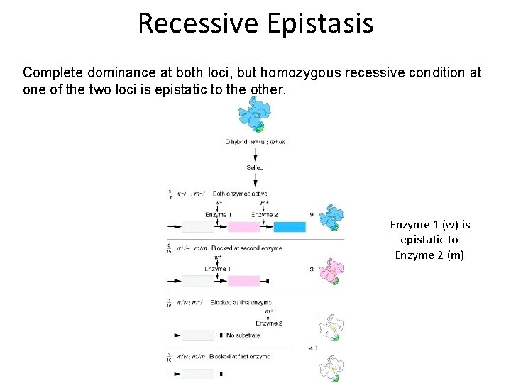 Recessive Epistasis Complete dominance at both loci, but homozygous recessive condition at one of