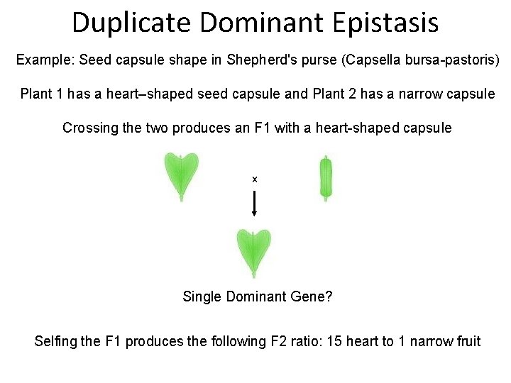 Duplicate Dominant Epistasis Example: Seed capsule shape in Shepherd's purse (Capsella bursa-pastoris) Plant 1