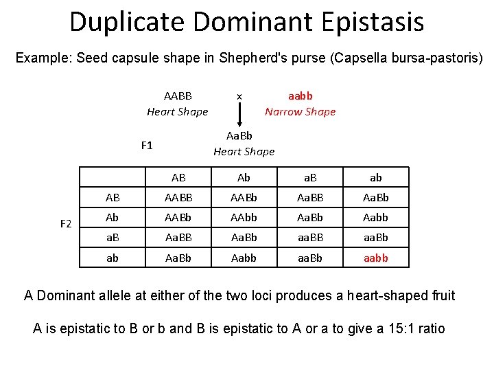 Duplicate Dominant Epistasis Example: Seed capsule shape in Shepherd's purse (Capsella bursa-pastoris) AABB Heart