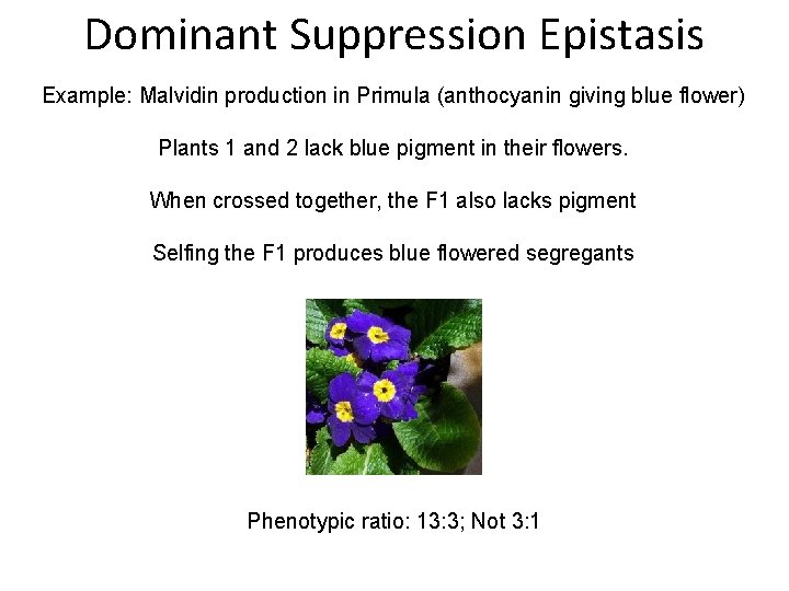 Dominant Suppression Epistasis Example: Malvidin production in Primula (anthocyanin giving blue flower) Plants 1
